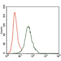 T-Cell Surface Glycoprotein CD5 (CD5) Antibody