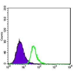 Broad Substrate Specificity ATP-Binding Cassette Transporter ABCG2 (ABCG2) Antibody