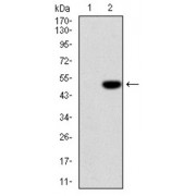 Western blot analysis using IL1B antibody against human IL1B (AA: 126-261) recombinant protein. (Expected MW is 41 kDa).
