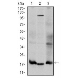 SUMO-Conjugating Enzyme UBC9 (UBE2I) Antibody