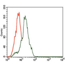 Somatostatin (SST) Antibody