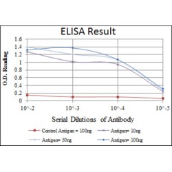 DNA-Dependent Protein Kinase Catalytic Subunit (PRKDC) Antibody