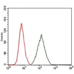 Ras-Related Protein Rap-1A (RAP1A) Antibody