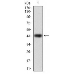 Ras-Related Protein Rap-1A (RAP1A) Antibody