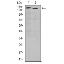 Integrin Alpha 4 (ITGA4) Antibody