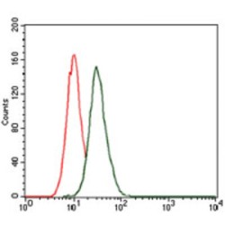 Microtubule-Associated Proteins 1A/1B Light Chain 3B (MAP1LC3B) Antibody