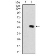 Western blot analysis using MAP1LC3B antibody against human MAP1LC3B (AA: 1-125) recombinant protein. (Expected MW is 40.2 kDa).