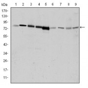 Western blot analysis using GRK2 antibody against Hela (1), Jurkat (2), MOLT4 (3), RAJI (4), THP-1 (5), L1210 (6), Cos7 (7), PC-12 (8), and NIH/3T3 (9) cell lysate.