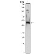 Western blot analysis using EGR1 antibody against EGR1 (AA: 282-433) -hIgGFc transfected HEK293 (1) cell lysate.