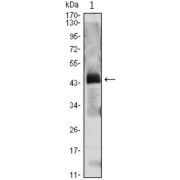 Western blot analysis using PTH antibody against PTH (AA: 1-115) -hIgGFc transfected HEK293 cell lysate.