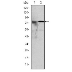 KID Antibody