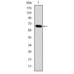 Mitogen-Activated Protein Kinase Kinase Kinase 2 (MAP3K2) Antibody