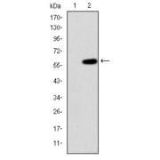 Western blot analysis using MAP3K2 antibody against human MAP3K2 (AA: 148-359) recombinant protein. (Expected MW is 49.2 kDa).
