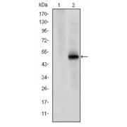 Western blot analysis using CDK9 antibody against HEK293 (1) and CDK9 (AA: 178-369) -hIgGFc transfected HEK293 (2) cell lysate.