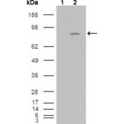 Western blot analysis using FGFR4 antibody against HEK293T cells transfected with the pCMV6-ENTRY control (1) and pCMV6-ENTRY FGFR4 cDNA (2).