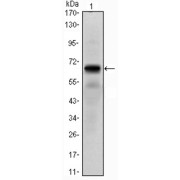 abx011776