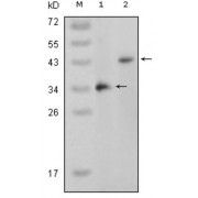 Western blot analysis using MAPK11 antibody against truncated MAPK11 recombinant protein (1) and full-length MAPK11 (aa1-363) -pcDNA3.1 transfected CHO-K1 cell lysate (2).