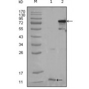 Western blot analysis using PPARG antibody against truncated PPARG-His recombinant protein (1) and full-length PPARG (aa1-477) transfected CHO-K1 cell lysate (2).