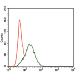 Protein Tyrosine Phosphatase, Non Receptor Type 11 (PTPN11) Antibody