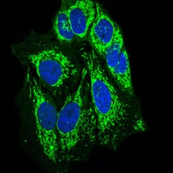 Protein Tyrosine Phosphatase, Non Receptor Type 11 (PTPN11) Antibody