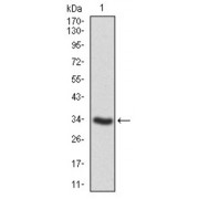 Western blot analysis using PTPN11 antibody against human PTPN11 recombinant protein. (Expected MW is 33.4 kDa).