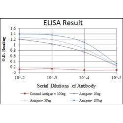 Cyclin-Dependent Kinase 1 (CDK1) Antibody