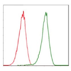 Cyclin-Dependent Kinase 2 (CDK2) Antibody