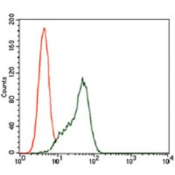 Signal Transducer And Activator of Transcription 5A (STAT5A) Antibody