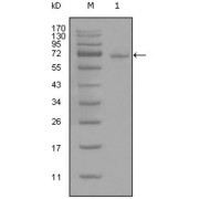 Western blot analysis using STAT3 antibody against full-length STAT3-His recombinant protein (1).