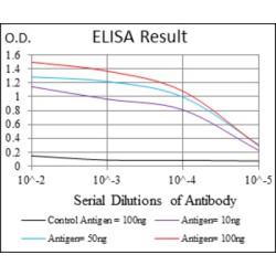 CD9 Antigen (CD9) Antibody