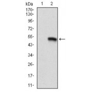 Western blot analysis using CD9 antibody against HEK293 (1) and CD9 (AA: 37-228) -hIgGFc transfected HEK293 (2) cell lysate.