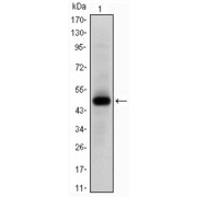 Western blot analysis using MYC antibody against human MYC (AA:214-387) recombinant protein. (Expected MW is 44.7 kDa).