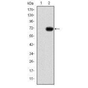 Western blot analysis using GATA5 antibody against human GATA5 (AA: 168-391) recombinant protein. (Expected MW is 49.6 kDa).