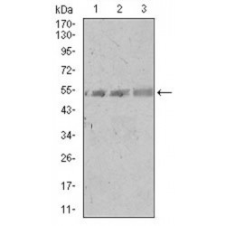 Transcription Factor Spi-B (SPIB) Antibody