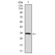 Western blot analysis using SPIB antibody against human SPIB recombinant protein. (Expected MW is 32 kDa).