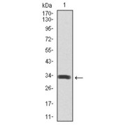 Western blot analysis using SPIB antibody against human SPIB recombinant protein. (Expected MW is 32 kDa).