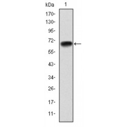 Peroxisome Proliferator Activated Receptor Gamma Coactivator 1 Alpha (PPARGC1A) Antibody