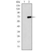 Western blot analysis using PGC-1alpha antibody against human PGC-1alpha (AA: 570-798) recombinant protein. (Expected MW is 70 kDa).