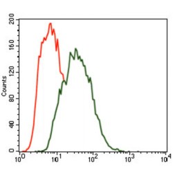 Serine/Threonine-Protein Kinase P78 (MARK3) Antibody