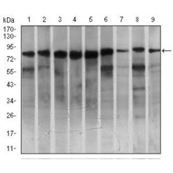 Serine/Threonine-Protein Kinase P78 (MARK3) Antibody