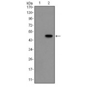 Western blot analysis using GCG antibody against HEK293 (1) and GCG (AA: 1-180) -hIgGFc transfected HEK293 (2) cell lysate.