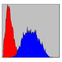 Particularly Interesting New Cys-His Protein 1 (PINCH) Antibody