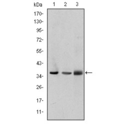 Particularly Interesting New Cys-His Protein 1 (PINCH) Antibody