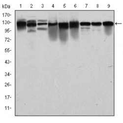 DNA Replication Licensing Factor MCM2 (MCM2) Antibody