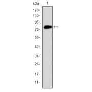 Western blot analysis using MCM2 antibody against human MCM2 (AA: 16-232) recombinant protein. (Expected MW is 50.4 kDa).