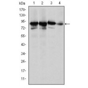 Western blot analysis using XRCC5 antibody against Hela (1), MCF-7 (2), A549 (3) and NIH/3T3 (4) cell lysate.