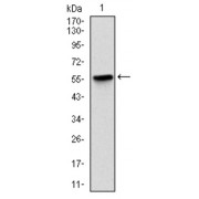 Western blot analysis using LPlunc1 antibody against human LPlunc1 recombinant protein. (Expected MW is 52 kDa).