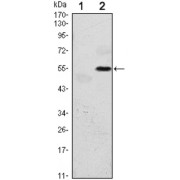 Western blot analysis using EIF2AK3 antibody against HEK293 (1) and EIF2AK3 (AA: 929-1116) -hIgGFc transfected HEK293 (2) cell lysate.