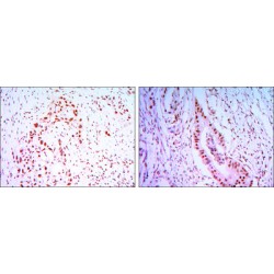 Cell Division Cycle Protein 27 (CDC27) Antibody