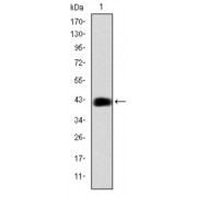 Western blot analysis using CEBPB antibody against human CEBPB (AA: 161-338) recombinant protein. (Expected MW is 44.5 kDa).